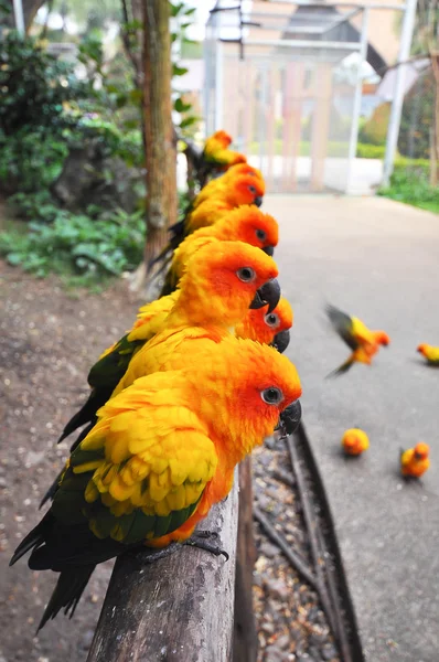 Sun Conure — Stock Photo, Image