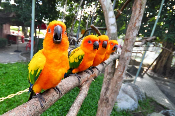 Nap conure — Stock Fotó