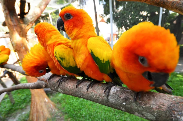 Nap conure — Stock Fotó