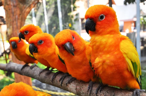 Sole conure — Foto Stock