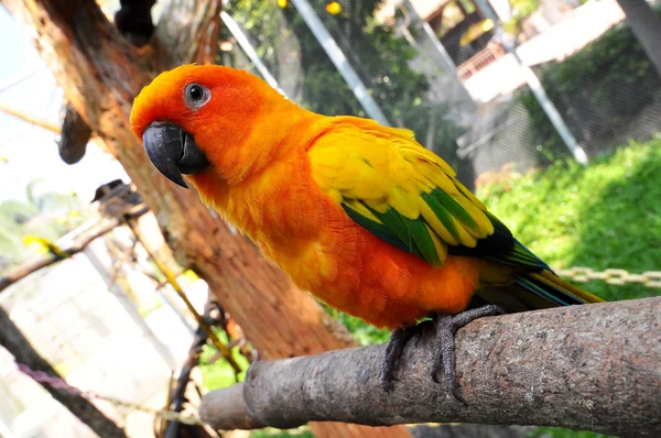 Słońce conure — Zdjęcie stockowe