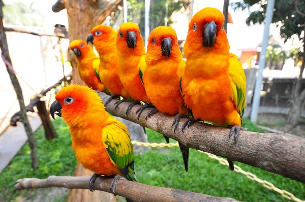 Sole conure — Foto Stock