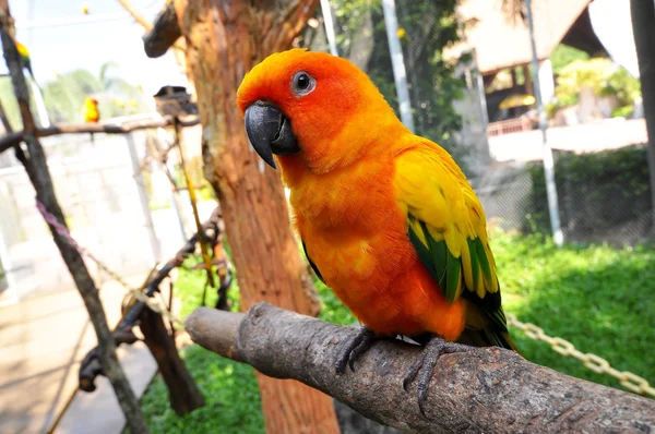 Słońce conure — Zdjęcie stockowe