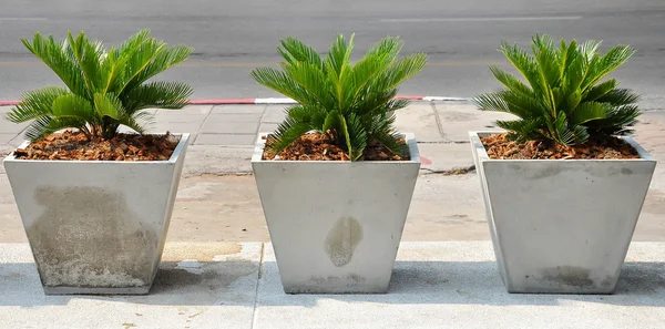 Cycad — Stock Photo, Image