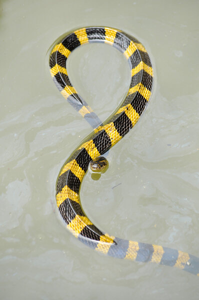 Banded krait