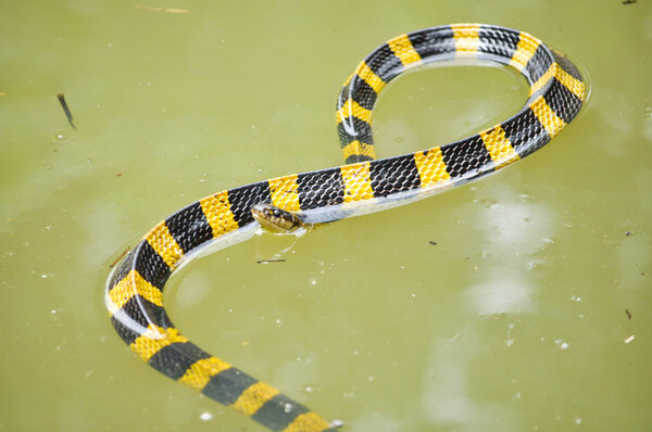 Banded krait