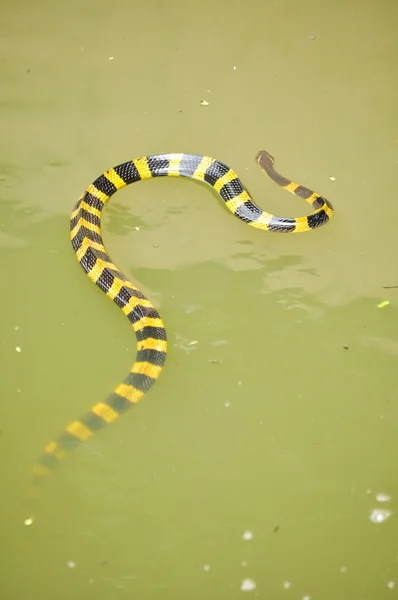 Krait fasciato — Foto Stock