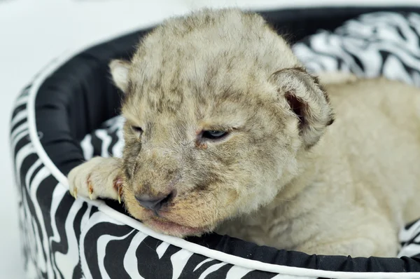 Bebé león — Foto de Stock