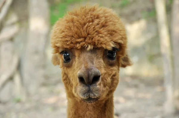 Alpaca — Foto Stock