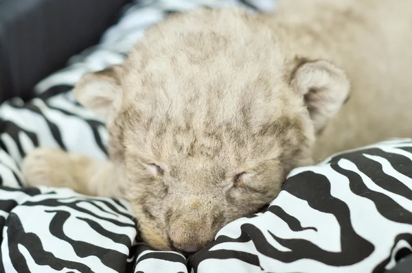 Bebé león — Foto de Stock
