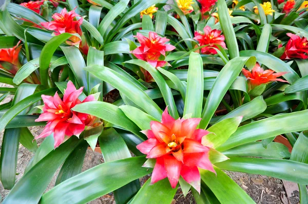 Κόκκινο bromeliad — Φωτογραφία Αρχείου