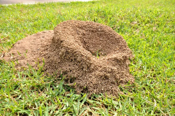 Ant's nest — Stockfoto