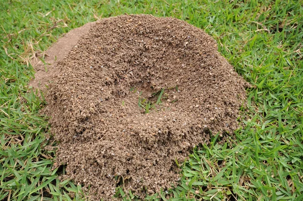 Ant's nest — Stockfoto