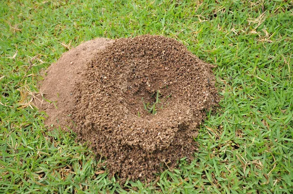 Ant nest — Zdjęcie stockowe