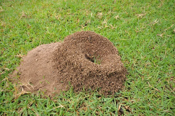 karıncanın yuvası