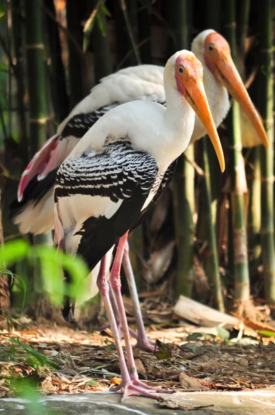 Cigüeña pintada — Foto de Stock