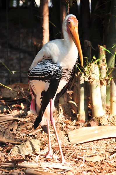 Painted Stork — Stock Photo, Image