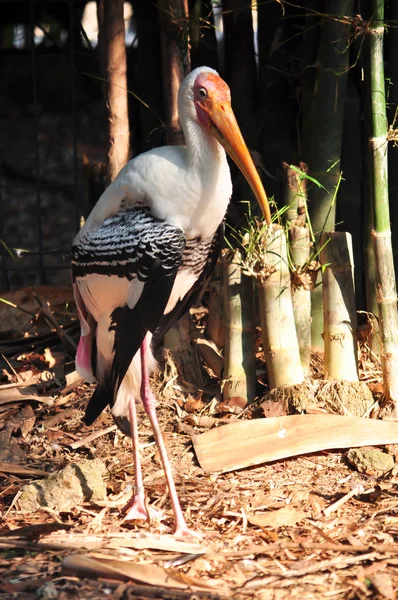 Painted Stork — Stock Photo, Image