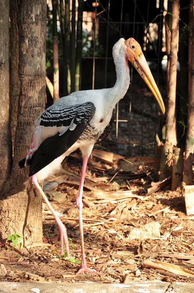 Painted Stork — Stock Photo, Image