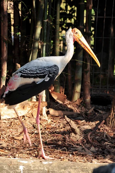 Painted Stork — Stock Photo, Image