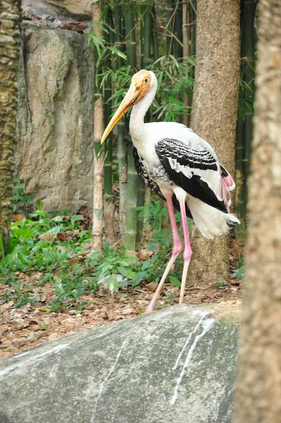 Painted Stork — Stock Photo, Image