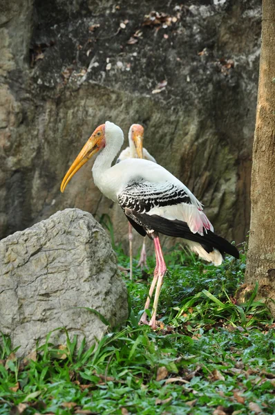 Cigüeña pintada — Foto de Stock