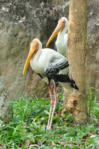 Cigüeña pintada — Foto de Stock