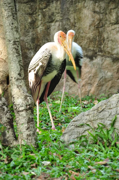 Painted Stork — Stock Photo, Image