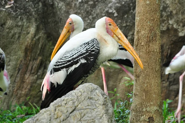 Cigüeña pintada — Foto de Stock