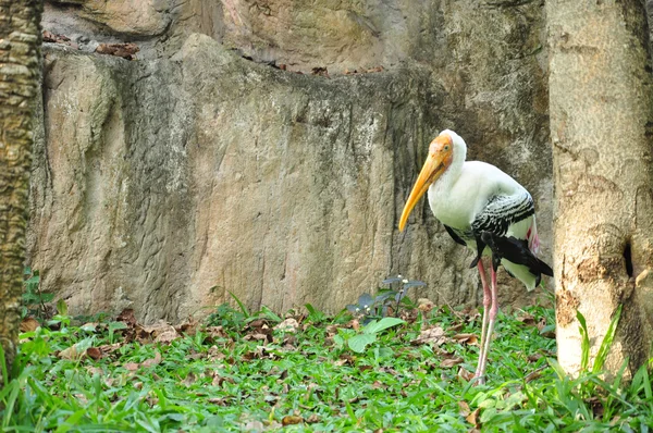 Painted Stork — Stock Photo, Image