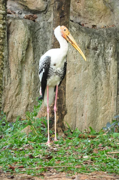 Cigüeña pintada — Foto de Stock