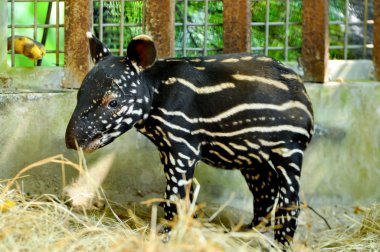Baby malayan tapir clipart