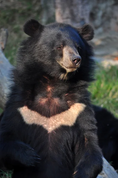 Asiatiska black bear — Stockfoto