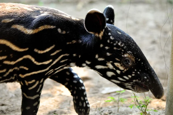 Baby malayan tapir — Stock Photo, Image