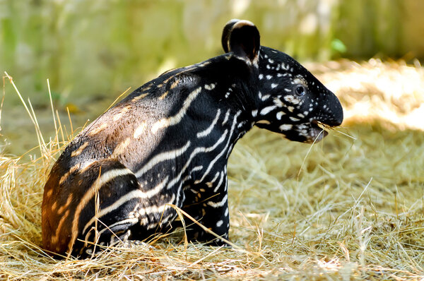 Baby malayan tapir