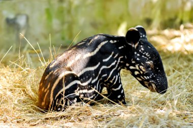Baby malayan tapir clipart