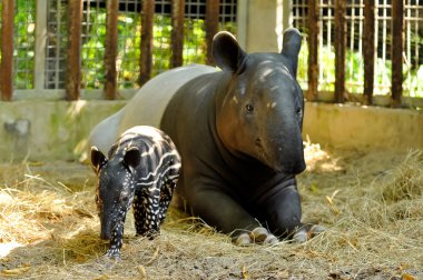 Tapir aile
