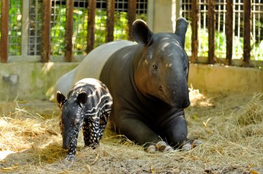 tapir family clipart