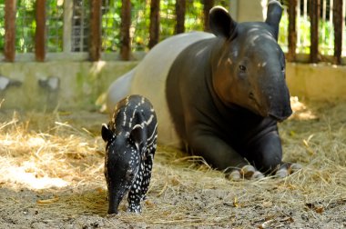 Tapir aile