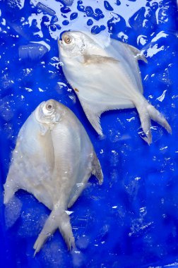 Beyaz Pomfret balık