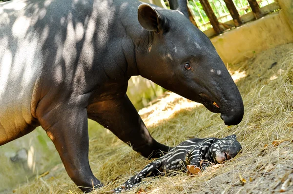 Tapir rodziny — Zdjęcie stockowe