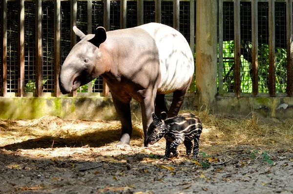 Tapir aile — Stok fotoğraf