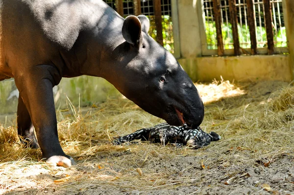 Famille tapir — Photo