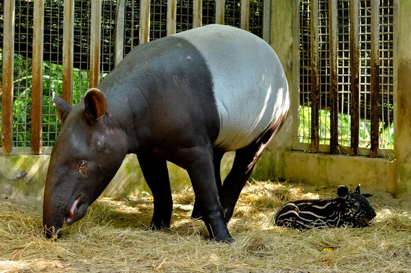 Tapir-familie – stockfoto