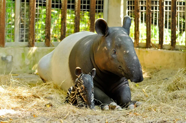 Famiglia tapir — Foto Stock