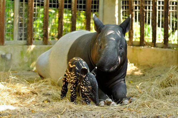 Tapir rodziny — Zdjęcie stockowe