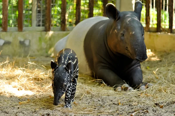 Famille tapir — Photo