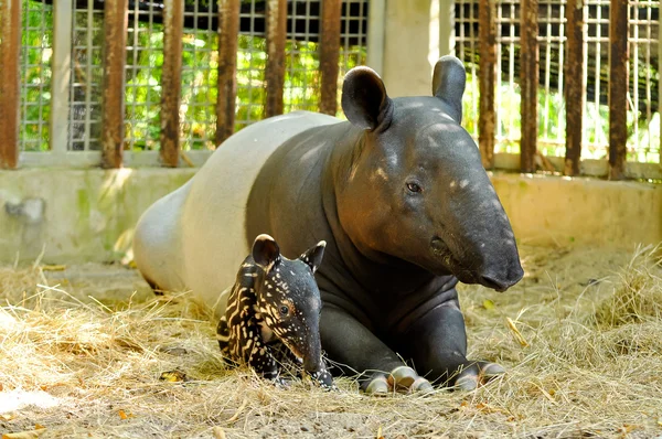 Tapir familj — Stockfoto