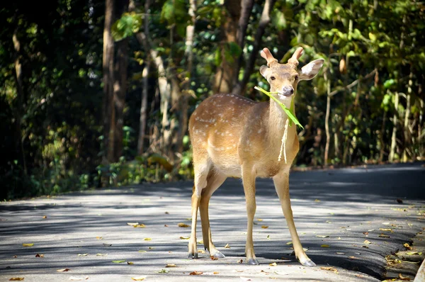 Sika deer — Stock Photo, Image