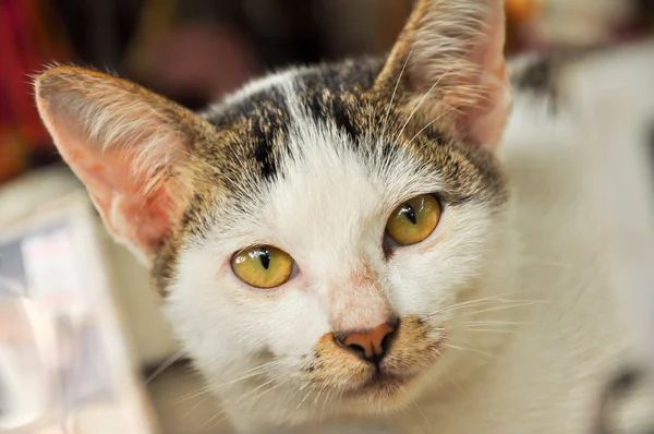 Lindo gato — Foto de Stock